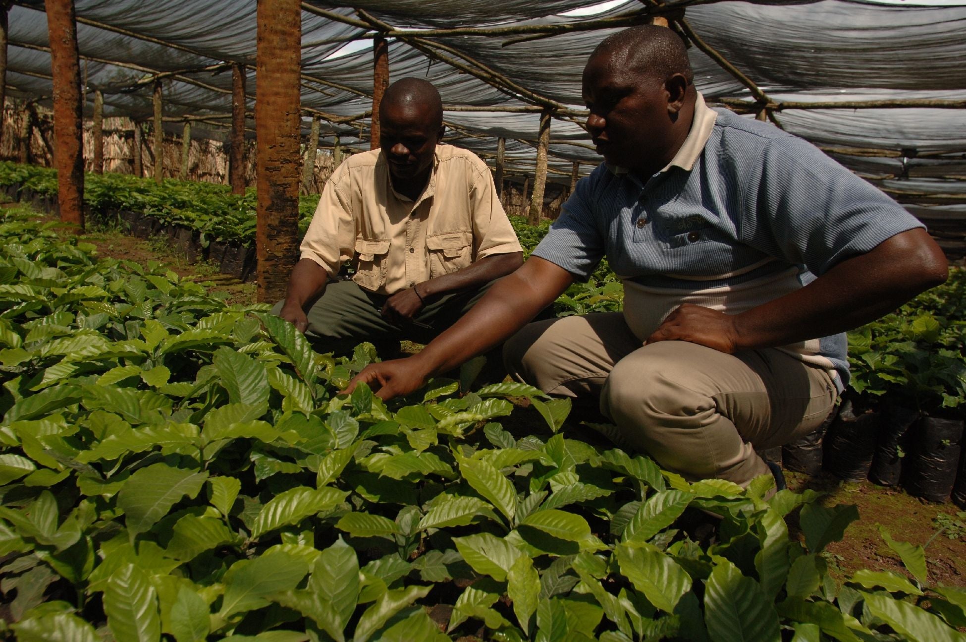 Farmbild des Robusta Colobus aus Uganda