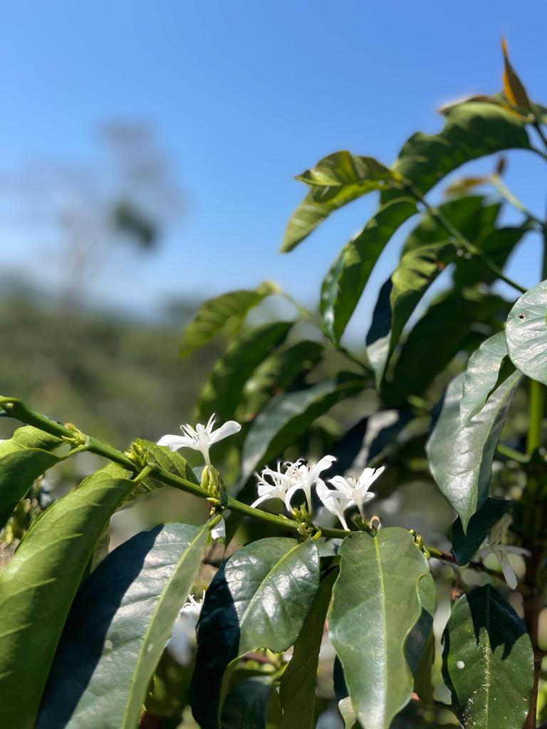 Bild einer Kaffeepflanze mit weißen Blüten