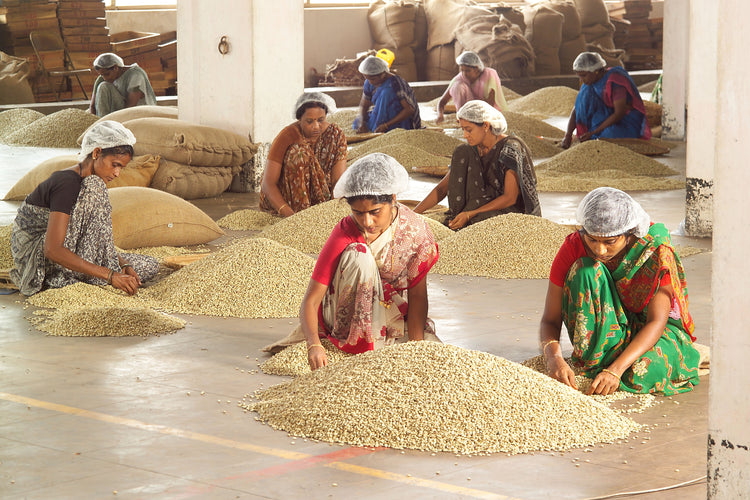 Monsooned-Malabar-Kaffeebohnen in Indien