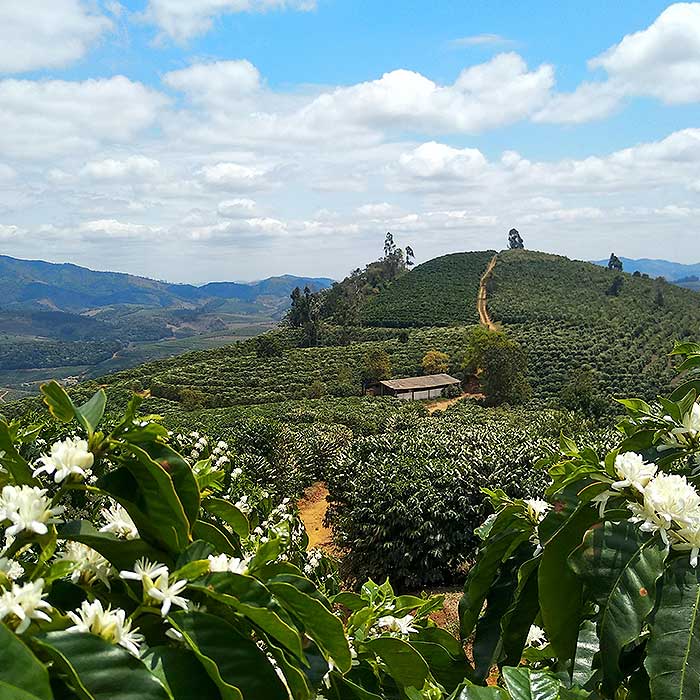Kaffeeplantage der Fazenda Dutra in Brasilien