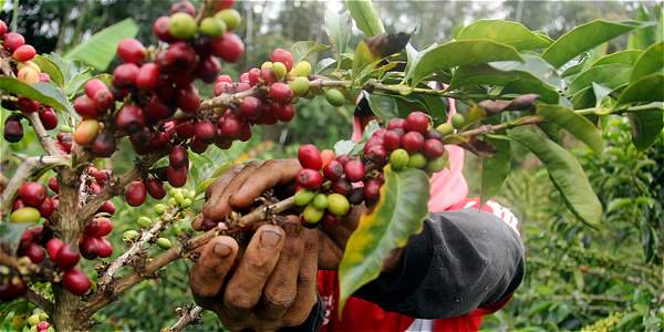 Hand pflückt reife rote Kaffeekirschen auf einer Plantage
